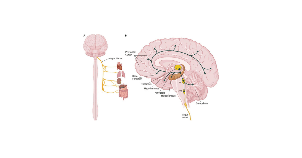 vagus nerve diagram showing brain to gut pathway for natural sleep and stress relief